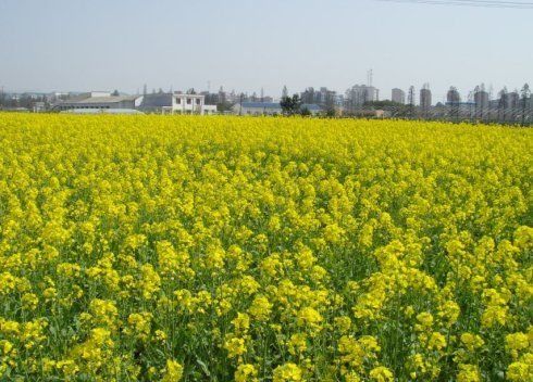 不负春光好时节，全国10大最美赏花地拿走不谢~~