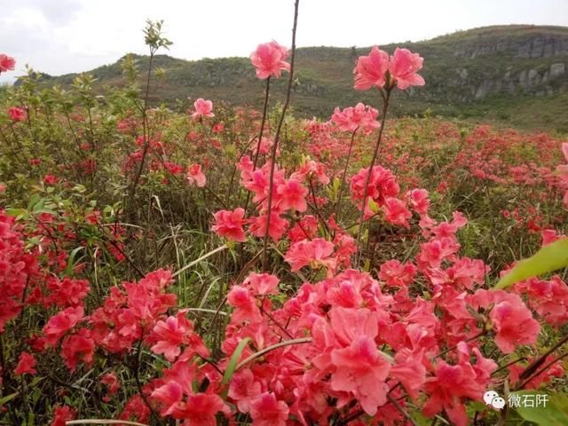 石阡仙人街万亩杜鹃花开了，你去看来没?