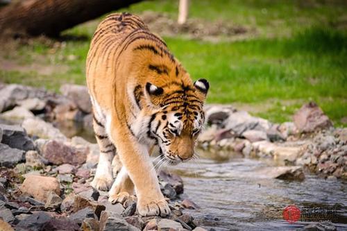 1974年属虎男有几婚姻 属虎婚姻怎样_【快资