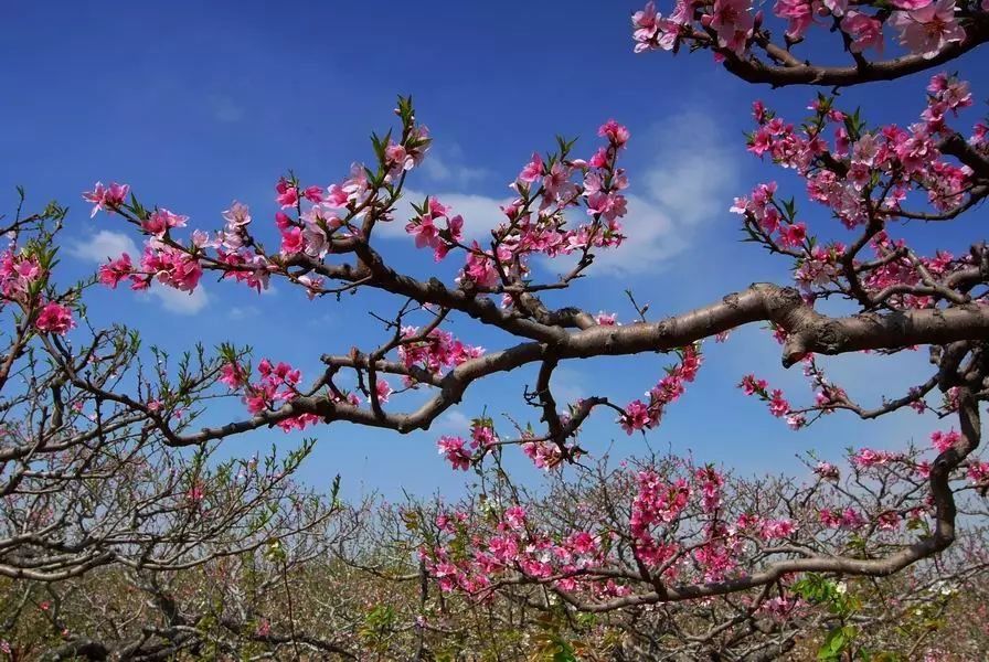 不负春光 | 河北竟私藏着这么多桃花林，就等花开了