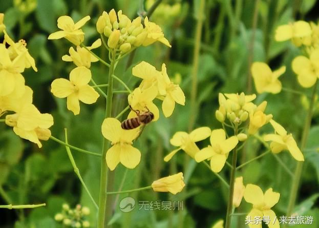 好多泉州人都挤着去的这片油菜花田，你还没去看？