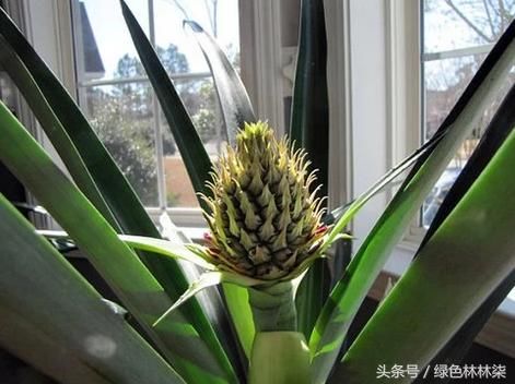 将菠萝头拧下来做成盆栽,摆在家既美观,又能长出新菠萝!