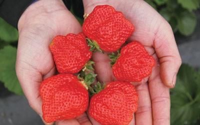 平民姐阳台种草莓 草莓畸形原因?畸形果吃了有