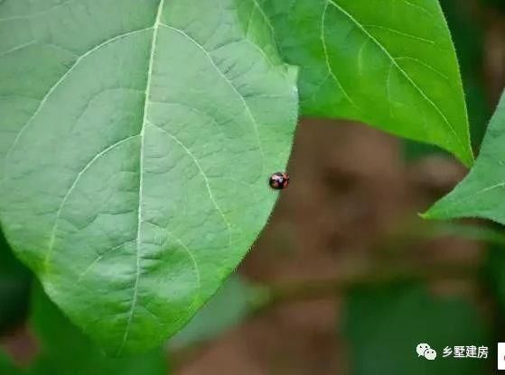 自建别墅为家乡注入新活力，生活就像芝麻开花，一日更比一日好！