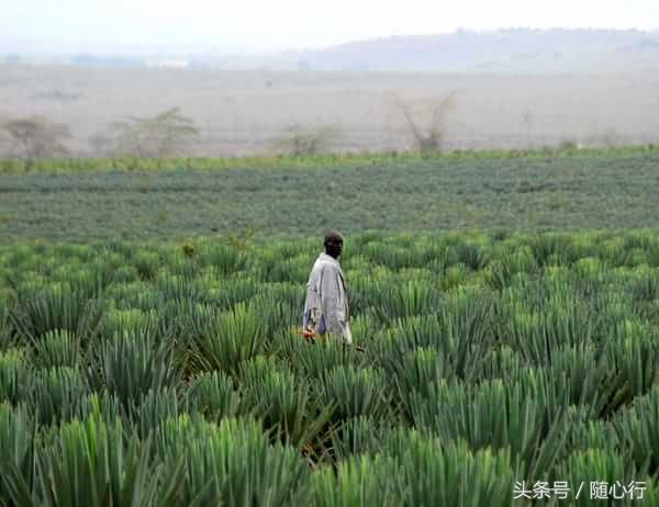 中国大爷被派到非洲种植万亩剑麻