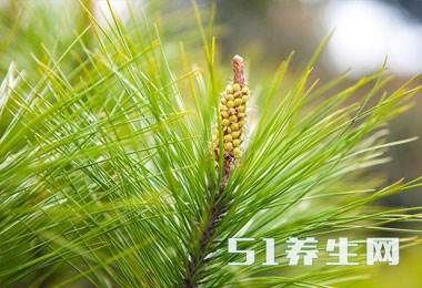 大山里藏着的这7大“山宝贝”,你是否全都认识?第4种像“石榴”