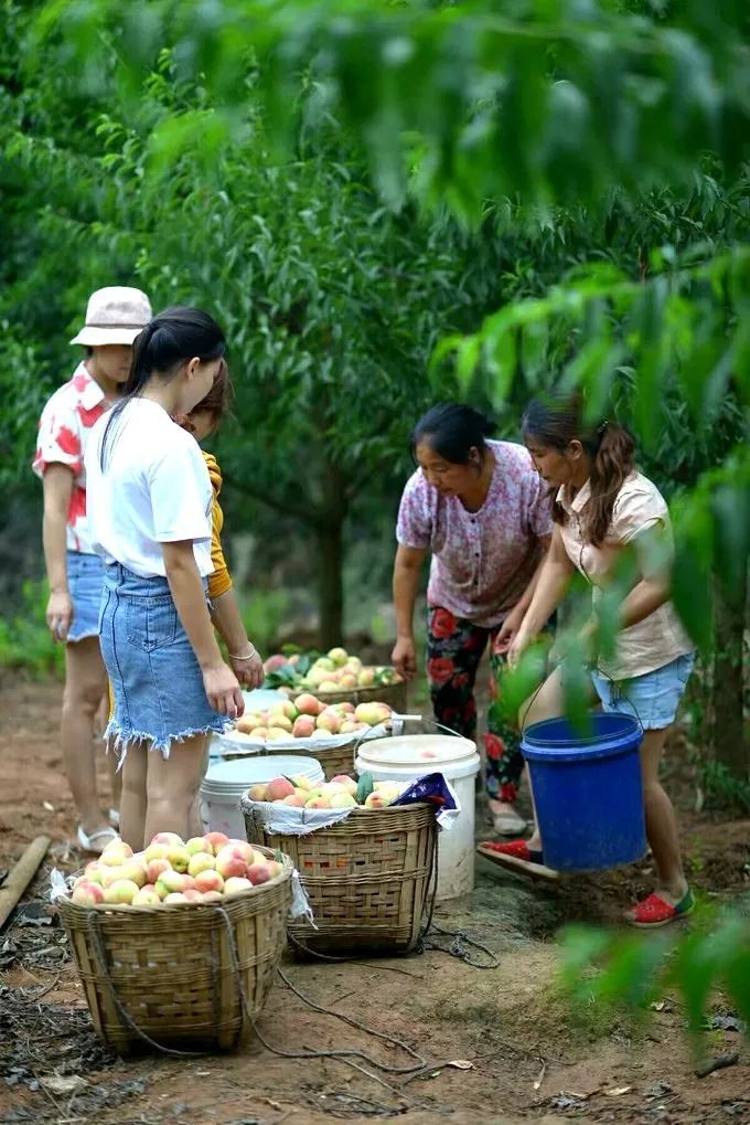 一对夫妻把青白江农家改造成“田园牧歌”，从此家有美景何必远方