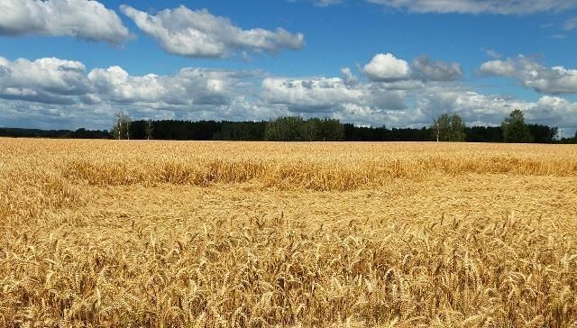 农业保险赔偿标准