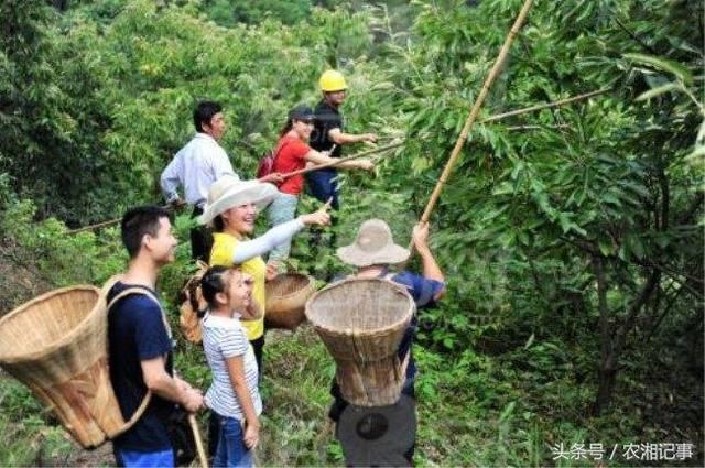 农民半山腰搭建凉亭，在凉亭里加点东西，就能日入1000元