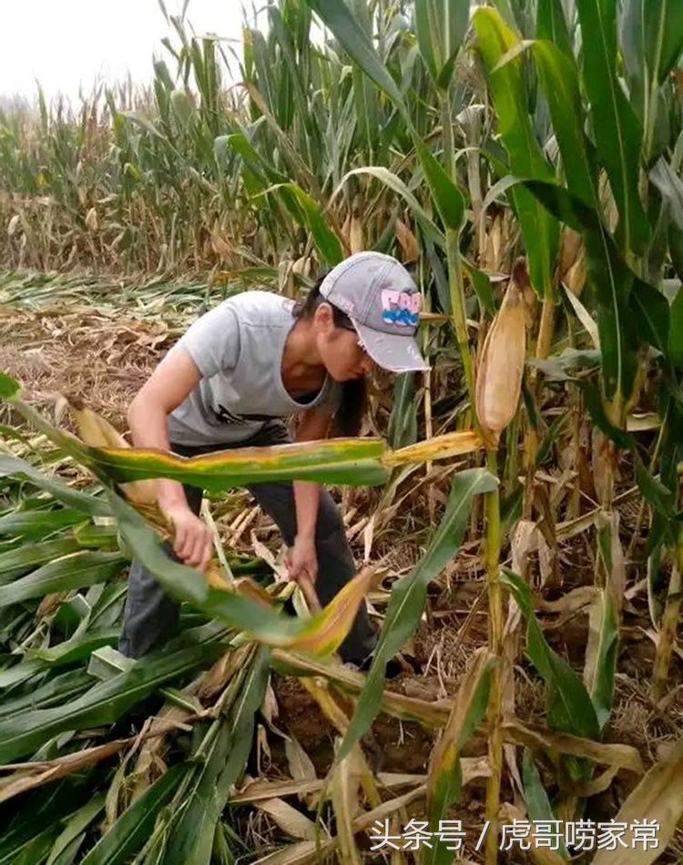 90后美女回农村老家帮奶奶收玉米,勤快又孝顺