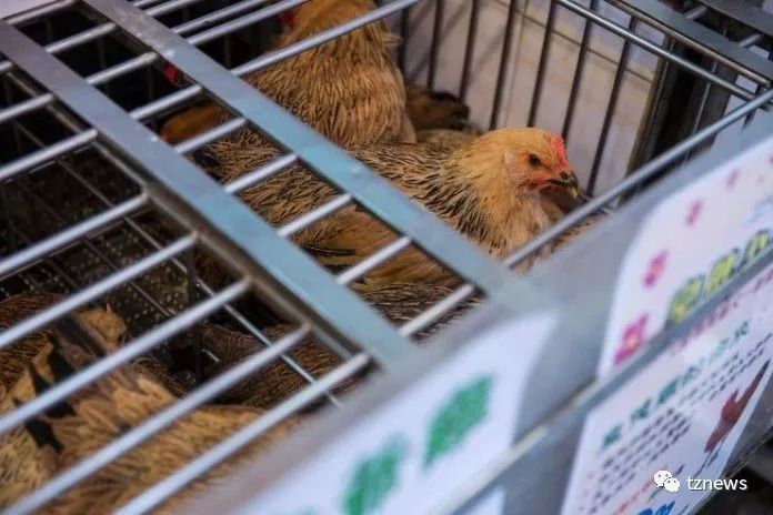 受禽流感影响,泰国决定对中国家禽启动90天进