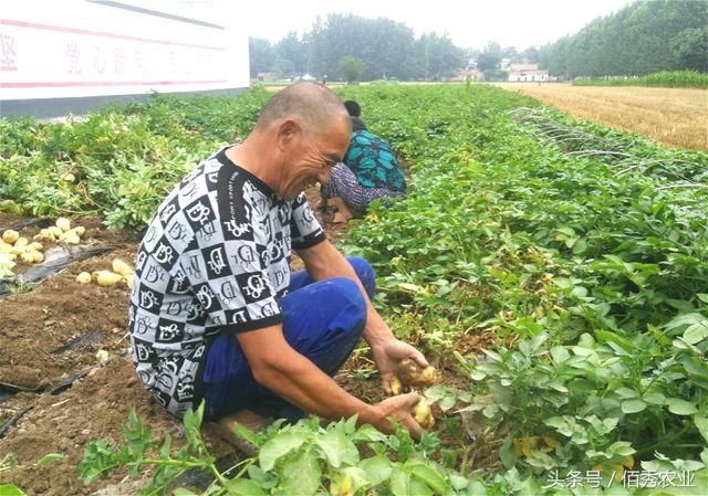 农村去年赔钱的作物，今年行情大好，种植户：只可惜产量太低