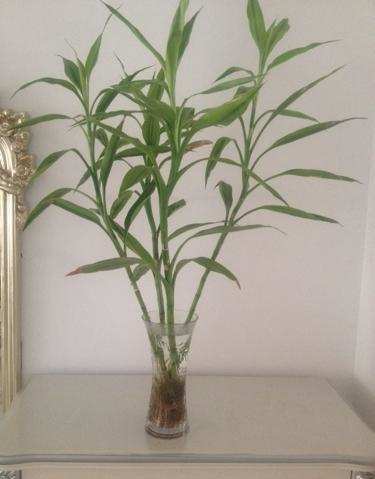 富贵竹怎么养才能更旺盛 t018872aee42538d632.jpg