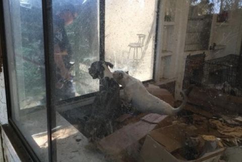 主人毒驾被捕入狱,家中数十条狗无人管,被发现