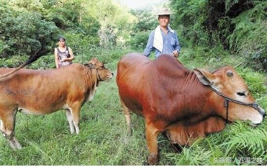 猪肉价狂降，转战养牛市场是否可行？