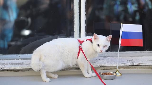 阿喀琉斯猫能给德国队继续带来好运吗