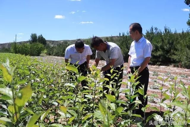 府谷农商银行:让金融活水流到田间地头