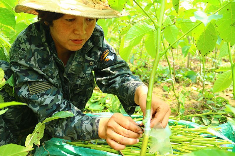 他种蔬菜搞“嫁接” 产值大幅上升，销量暴增