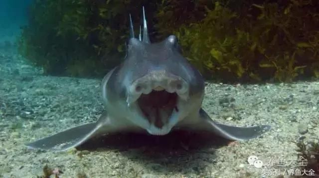 如何快速在鱼缸里培养硝化细菌