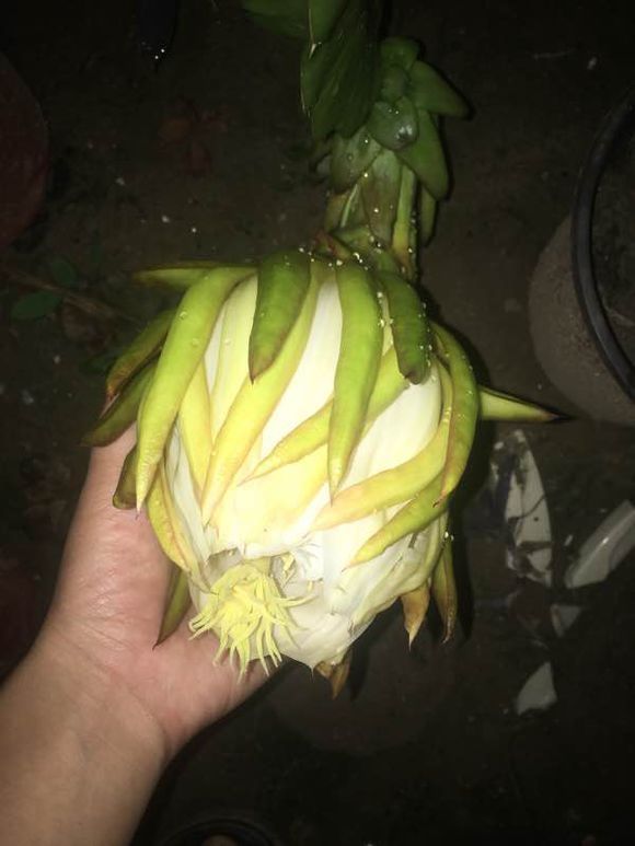 火龙果开花快比胳膊长了,结的果子还没手指大