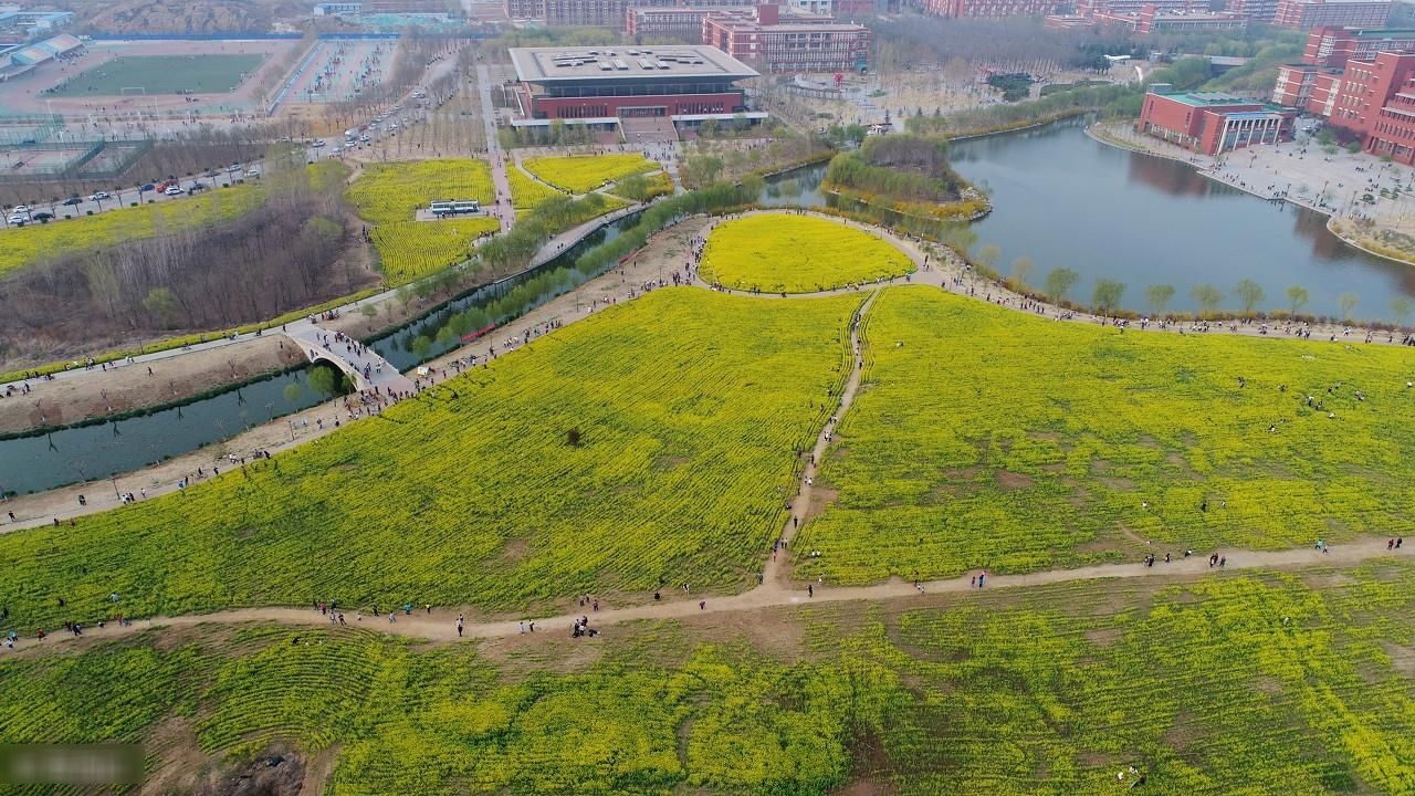 看了咸阳北五县种油菜的农民，我终于知道他们为什么这么穷了