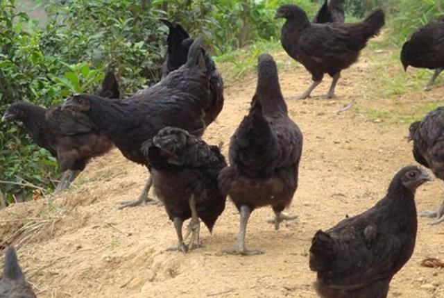 四川特产鸡:四川地理标志特产鸡大全