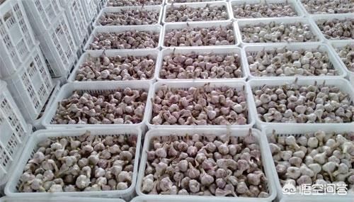 大蒜价格出现“断崖式”下跌，未来还有上涨的可能吗?