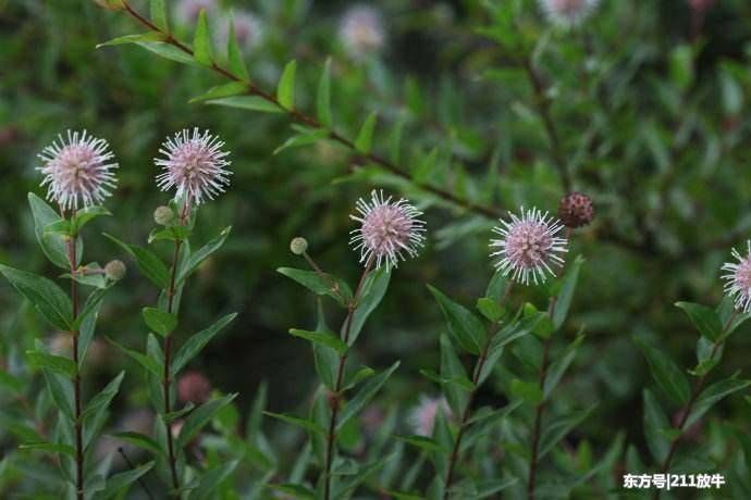 河边这野草,人称水杨梅,如今被当盆栽,却不知