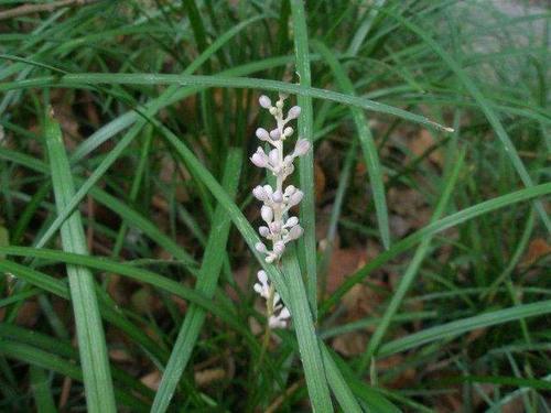 路边一种常见的小草,泡水喝可以有助睡眠,你见