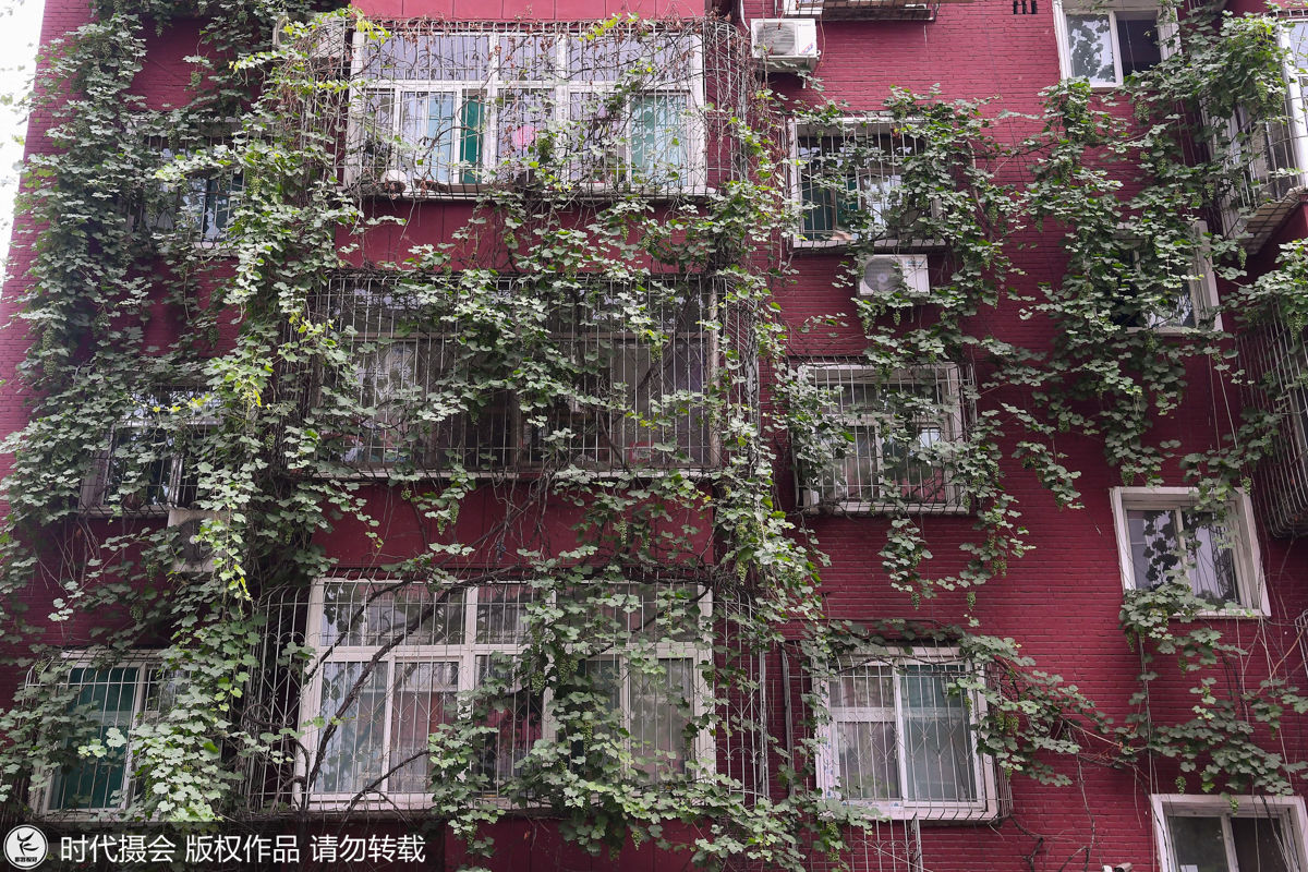 葡萄树长25年藤蔓爬满5层楼 能结1吨果实街坊邻里免费吃