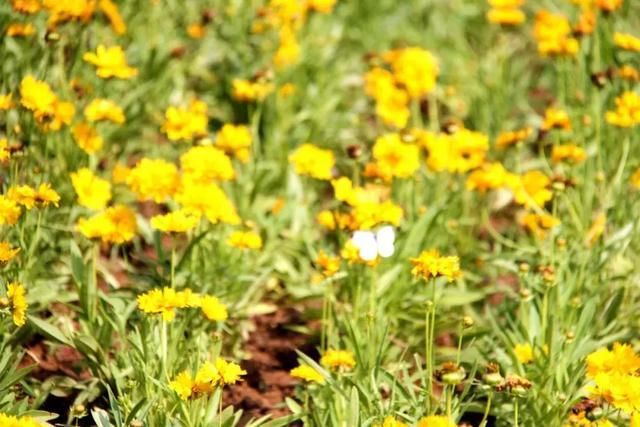 5月,山南景观长廊,一处不容错过的金鸡菊花海!