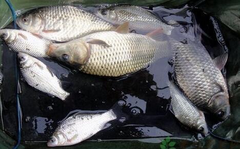 怎么样自制钓鲫鱼的饵料 t0189e25ac70a38b554.jpg