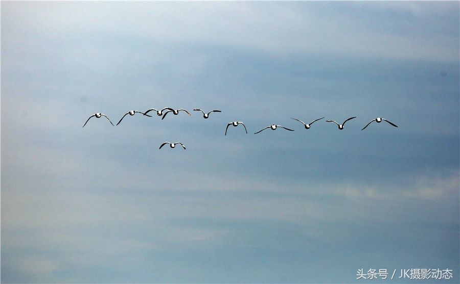 黑嘴鸥、翘鼻麻鸭在辽河绿水湾风景区栖息享受初夏暖阳