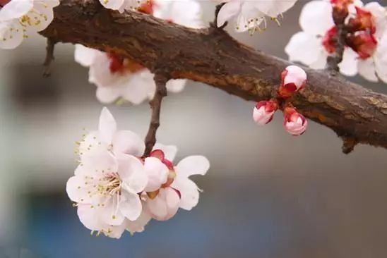 【每月在路上】三月,送你最in的赏花攻略,十大赏花胜地,愿你不