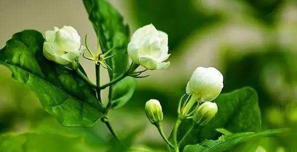 记住这个口诀,养护茉莉花不用愁 澳门皇冠线上