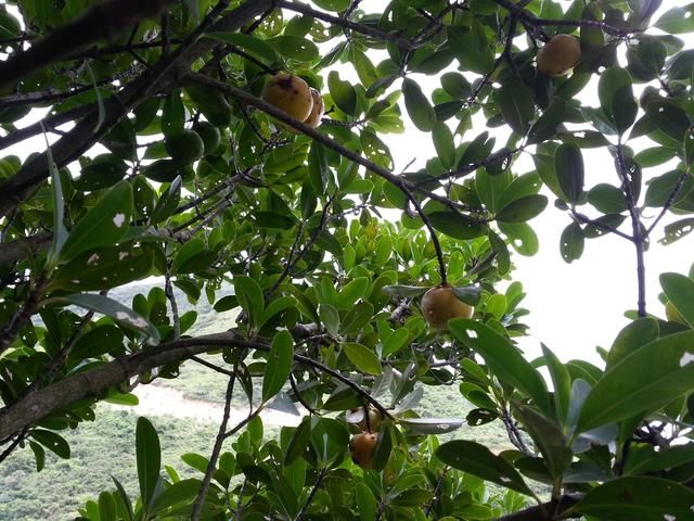 这金黄金黄的野果，你吃过吗