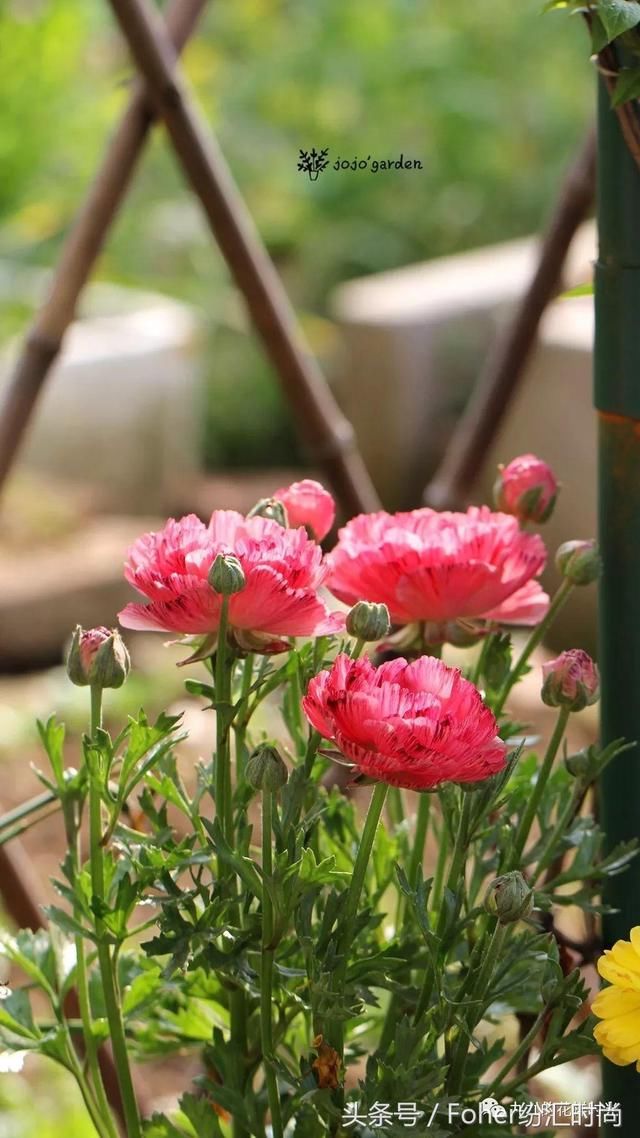 花毛茛的前世今生