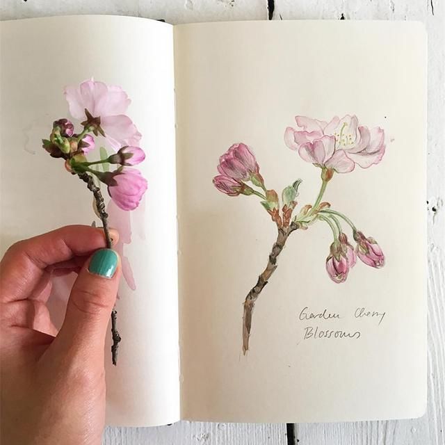 Somang Lee 的花卉日记,带给你奇妙的四季之