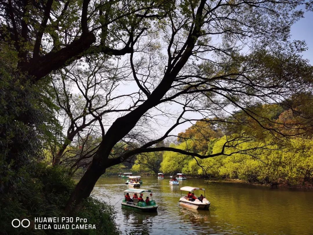 华为P30 Pro实拍样张集