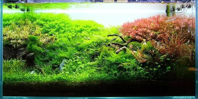 鱼缸景观布局介绍，新手最需要的布景简介，看完你也可以开草缸
