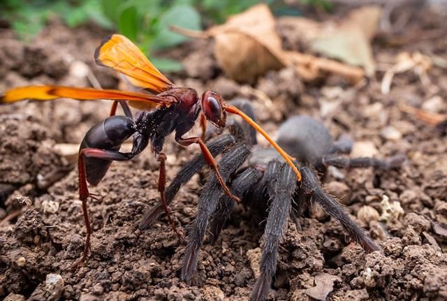 以色列沙漠毒蛛蜂打败硕大狼蛛将卵注入其体内