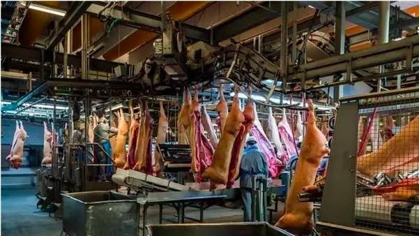 动物福利保护政策,虚伪还是善良?