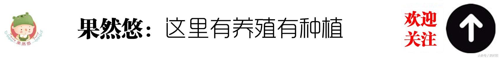 为啥大颗粒尿素肥效久、有害物质少，追肥时还选择小颗粒尿素？