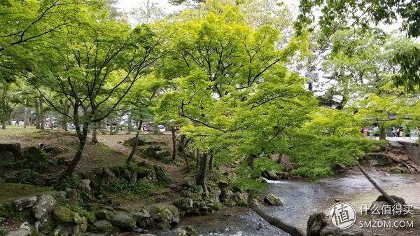 带着蘑菇去旅行。我们全家二刷日本之旅 篇五:D9-D10 奈良的鹿与