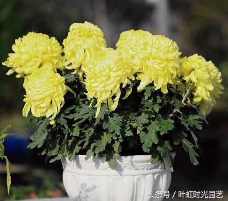 春节期间该种什么花？养这9盆来年红红火火，福气滚滚来！