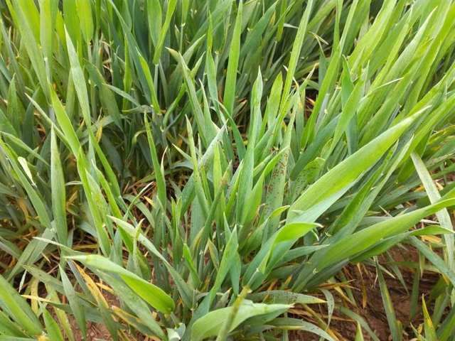 小麦在返青期应该注意什么呢?