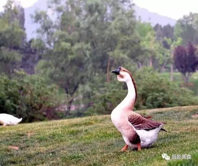 狮头鹅的做法和配方 t018bf00990d754f247.jpg