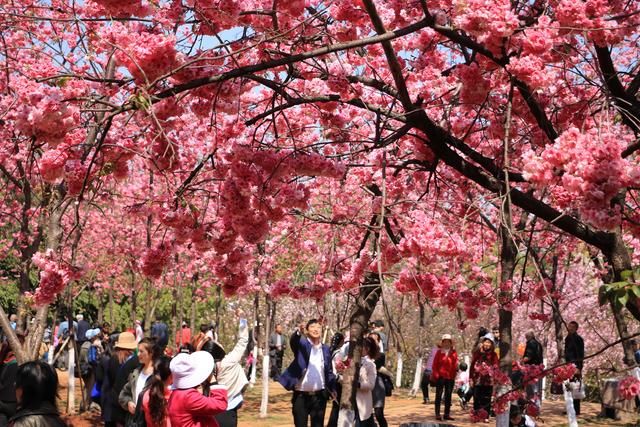 昆明圆通山樱花盛开,赏花正当时