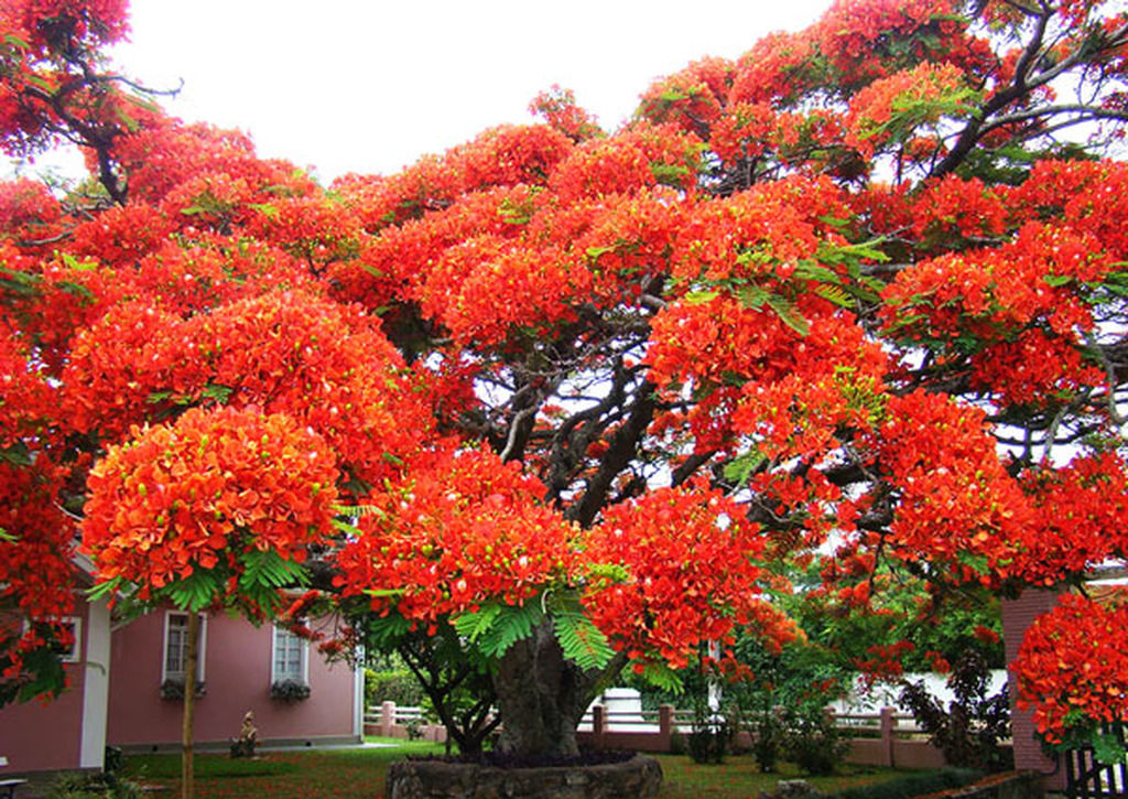 盘点全球最美的10棵树，中国只有1棵，美国却有5棵
