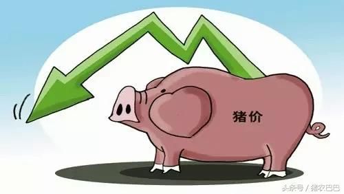生猪价格震荡调整,希望全国的养殖户们做好应急准备!